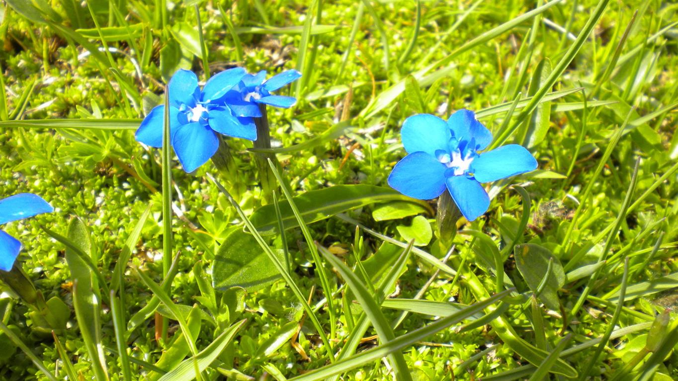 Val d''Aosta 04, Genziana...?